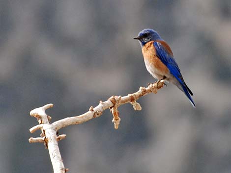 Western Bluebird (Sialia mexicana)