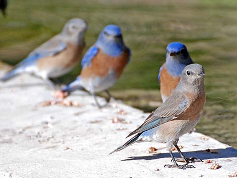 Western Bluebird (Sialia mexicana)