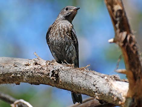 Western Bluebird (Sialia mexicana)