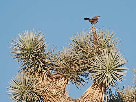 Bendire's Thrasher (Toxostoma bendirei)