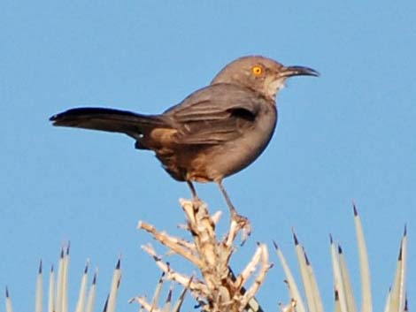 Bendire's Thrasher (Toxostoma bendirei)