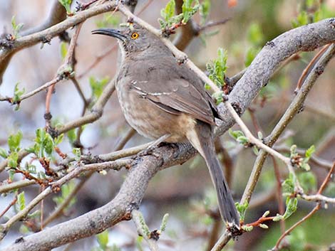 Bendire's Thrasher (Toxostoma bendirei)