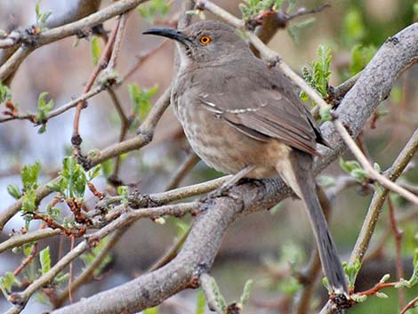 Bendire's Thrasher (Toxostoma bendirei)