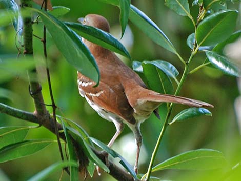 Brown Thrasher (Toxostoma rufum)