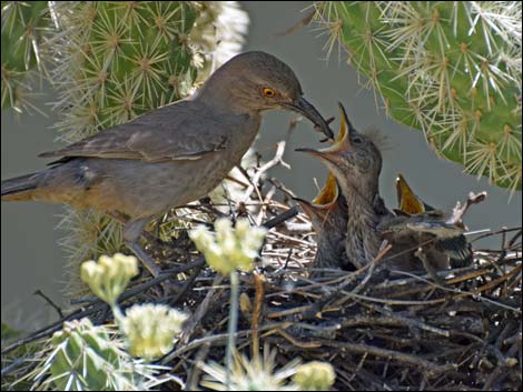 Curve-billed Thrasher (Toxostoma curvirostre)