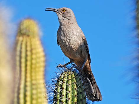 Curve-billed Thrasher (Toxostoma curvirostre)