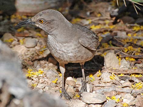 Curve-billed Thrasher (Toxostoma curvirostre)