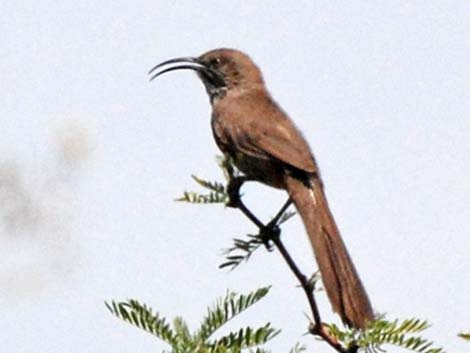 Crissal Thrasher (Toxostoma crissale)