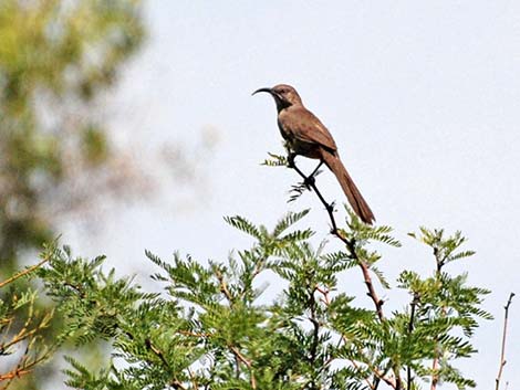 Crissal Thrasher (Toxostoma crissale)