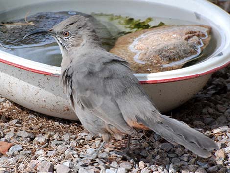 Crissal Thrasher (Toxostoma crissale)