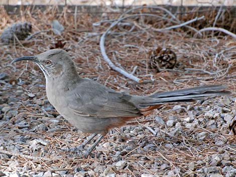 Crissal Thrasher (Toxostoma crissale)