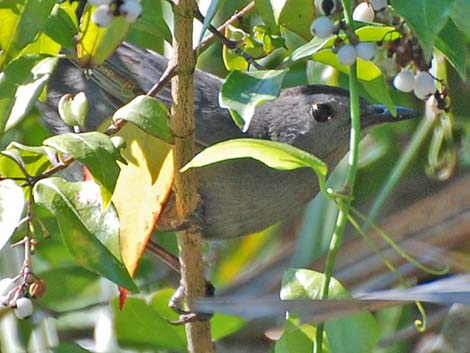 Gray Catbird (Dumetella carolinensis)