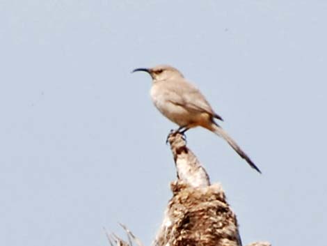 LeConte's Thrasher (Toxostoma lecontei)