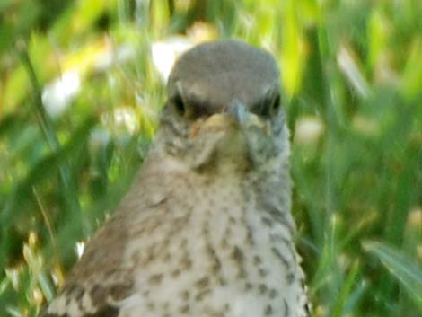 Northern Mockingbird (Mimus polyglottos)