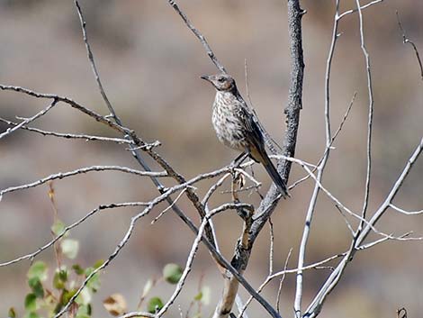 Sage Thrasher (Oreoscoptes montanus)