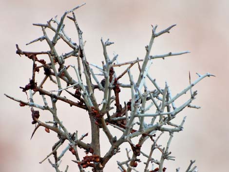 Phainopepla (Phainopepla nitens)