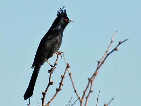 Phainopepla (Phainopepla nitens)