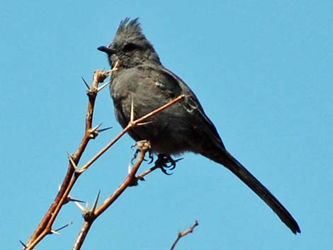 Phainopepla (Phainopepla nitens)