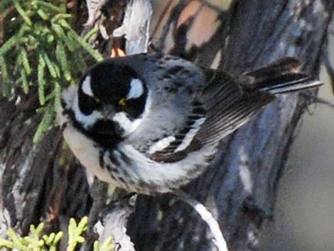 Black-throated Gray Warbler (Dendroica nigrescens)