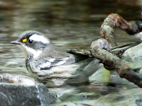 Black-throated Gray Warbler (Dendroica nigrescens)