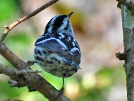 Black-and-White Warbler (Mniotilta varia)