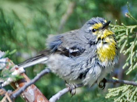 Grace's Warbler (Setophaga graciae)