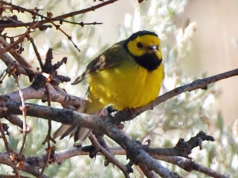 Hooded Warbler (Wilsonia citrina)