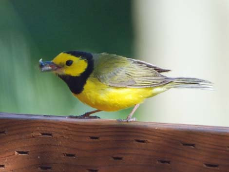 Hooded Warbler (Wilsonia citrina)