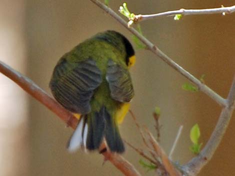 Hooded Warbler (Wilsonia citrina)