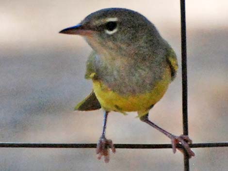 MacGillivray's Warbler (Oporornis tolmiei)