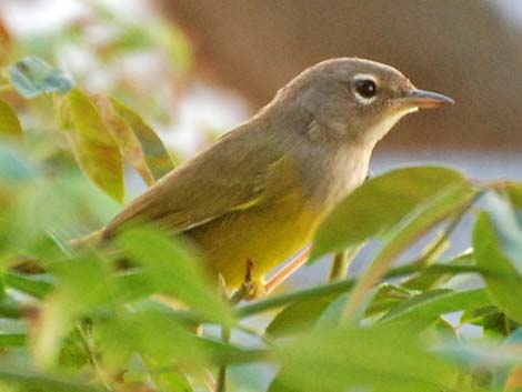 MacGillivray's Warbler (Oporornis tolmiei)