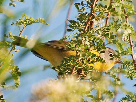 Nashville Warbler (Oreothlypis ruficapilla)