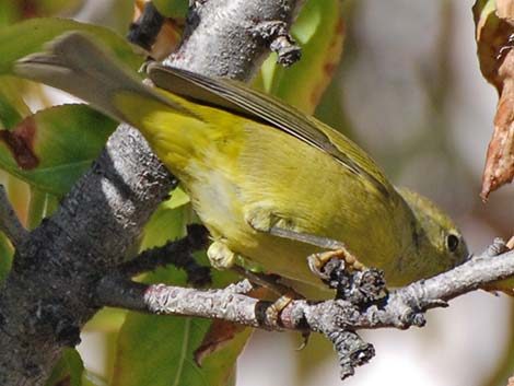 Orange-crowned Warbler (Oreothlypis celata)