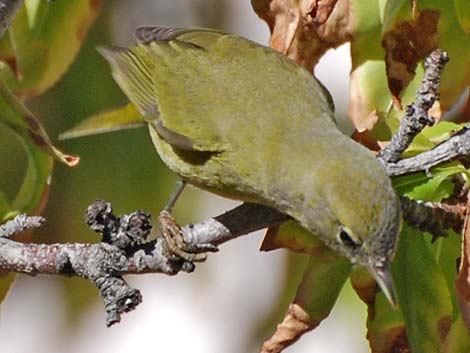 Orange-crowned Warbler (Oreothlypis celata)