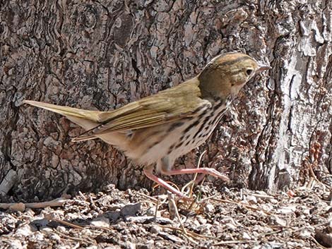 Ovenbird (Seiurus aurocapillus)