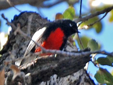 Painted Redstart (Myioborus pictus)