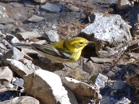 Townsend's Warbler (Dendroica townsendi)