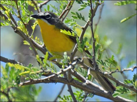 Yellow-breasted Chat (Icteria virens)