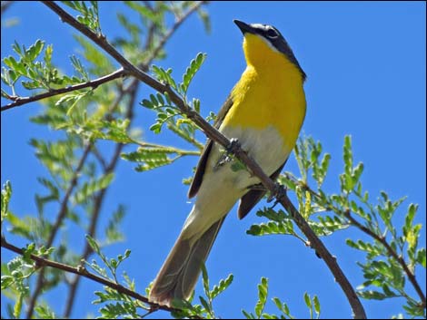 Yellow-breasted Chat (Icteria virens)