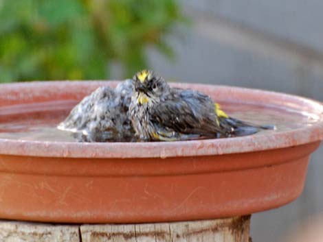 Audubon's Yellow-rumped Warbler (Dendroica coronata auduboni)