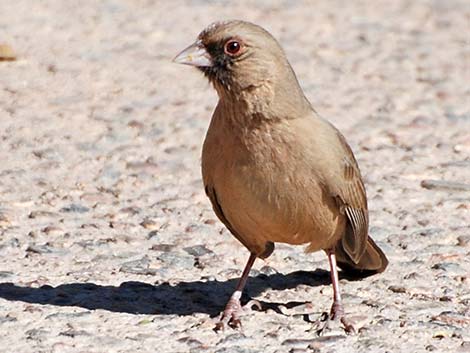 Abert's Towhee (Melozone aberti)