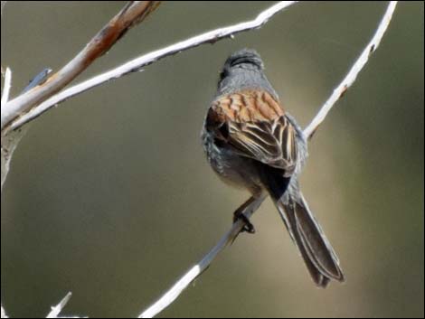 Black-chinned Sparrow (Spizella atrogularis)