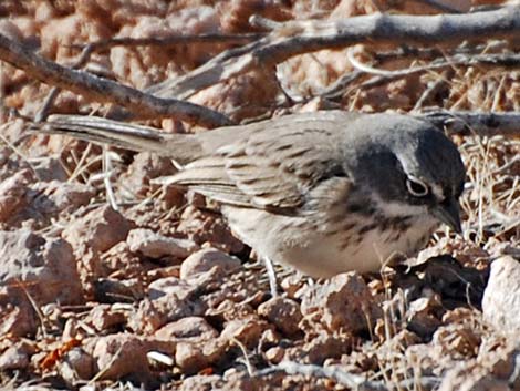 Bell's Sparrow (Artemisiospiza belli)