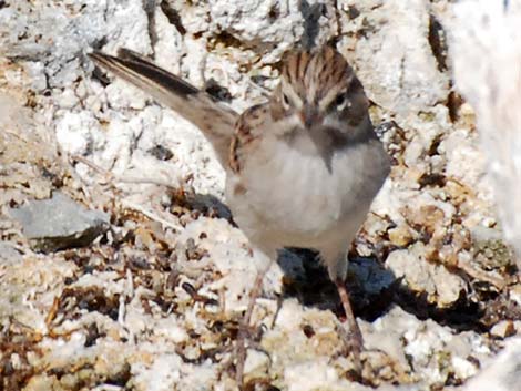 Brewer's Sparrow (Spizella breweri)