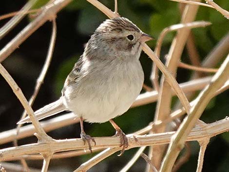 Brewer's Sparrow (Spizella breweri)