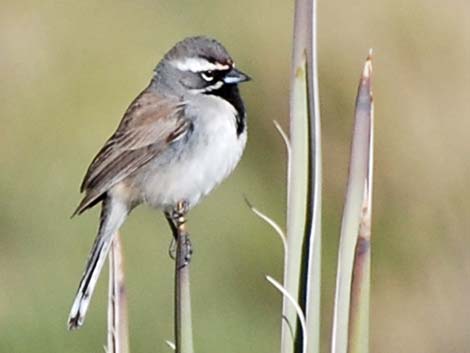 Black-throated Sparrow (Amphispiza bilineata)