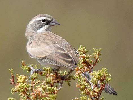 Black-throated Sparrow (Amphispiza bilineata)