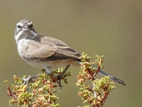 Wildlife Around Las Vegas, Black-throated Sparrow (Amphispiza bilineata)