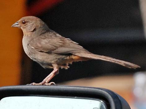 California Towhee (Pipilo crissalis)