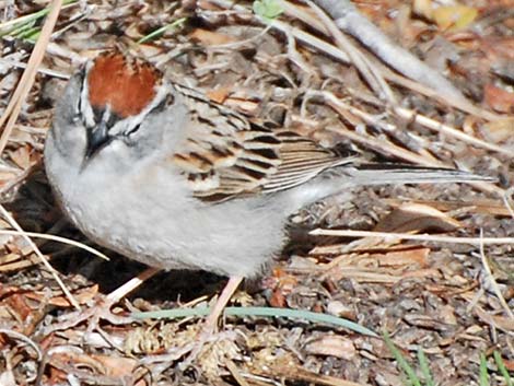 Chipping Sparrow (Spizella passerina)